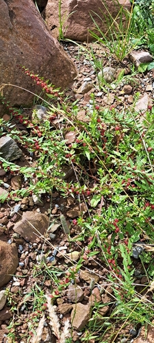 Blitum virgatum, photograph 6