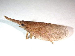 Rentinus dilatatus
