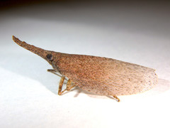 Rentinus dilatatus