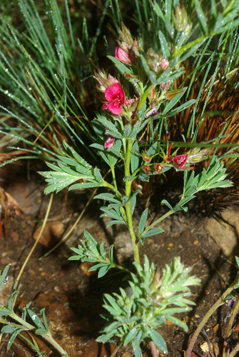 Indigofera crebra image