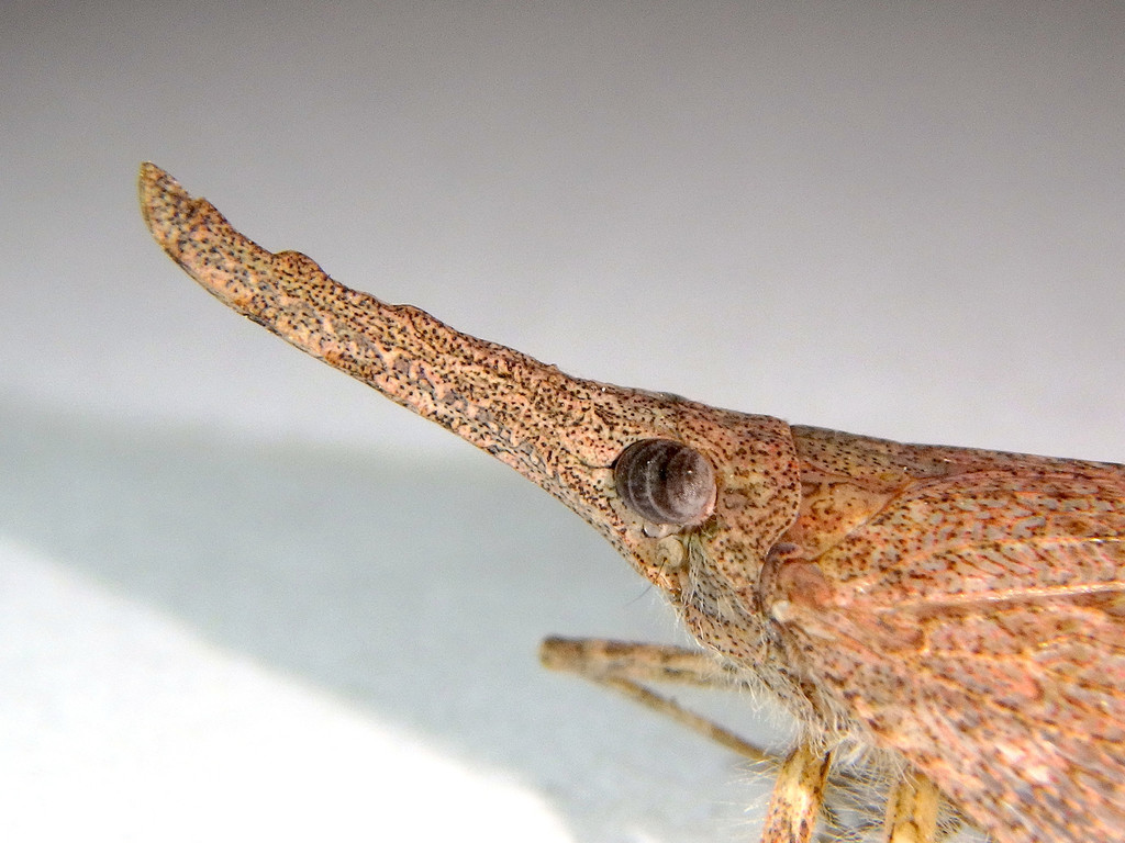 Xosopharinae