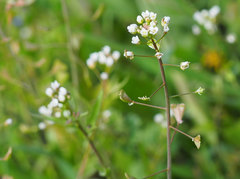 Capsella bursa-pastoris