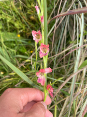 Gladiolus crassifolius, photograph (c) Justin Ponder, some rights reserved (CC BY)