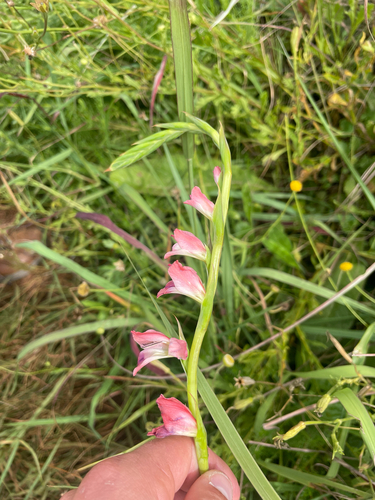 Gladiolus crassifolius, photograph 3