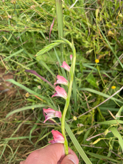 Gladiolus crassifolius, photograph (c) Justin Ponder, some rights reserved (CC BY)