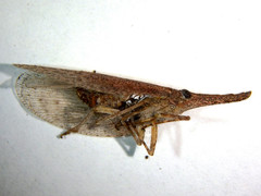 Rentinus dilatatus