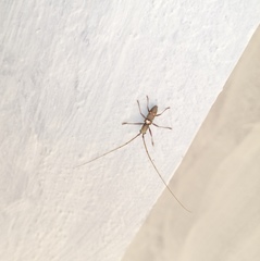 Olenecamptus bilobus