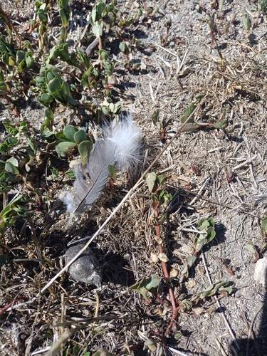 Plume de Élanion blanc