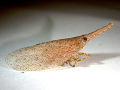Rentinus dilatatus