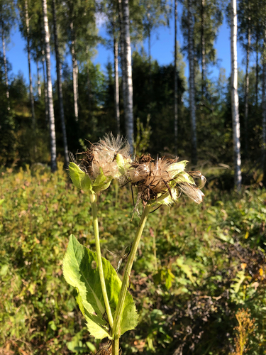 Cabbage Thistle