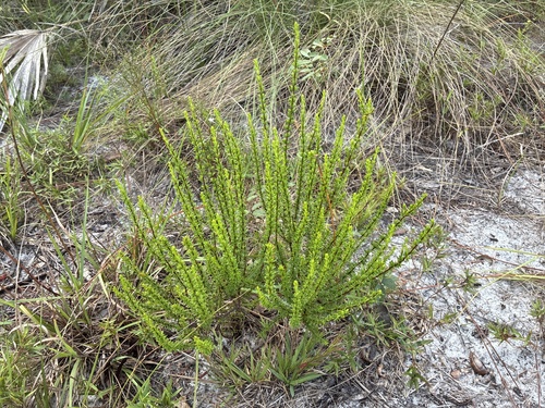 Hypericum tenuifolium, photograph 4
