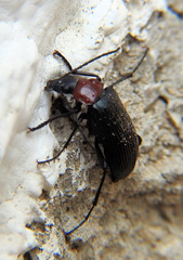 Heliotaurus ruficollis