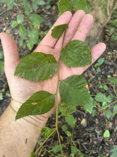 Water Elm