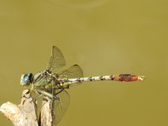Arigomphus lentulus