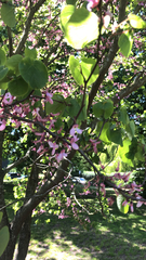 Cercis siliquastrum