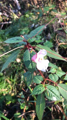 Himalayan balsam