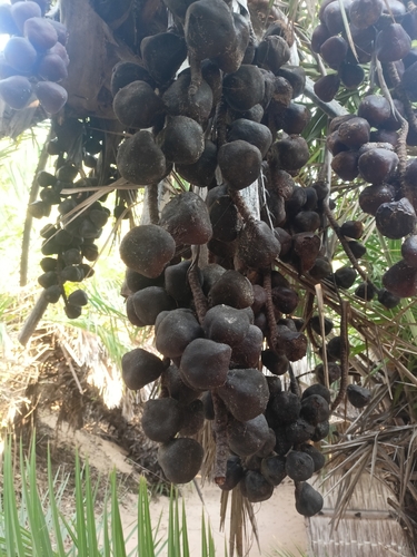 Hyphaene coriacea