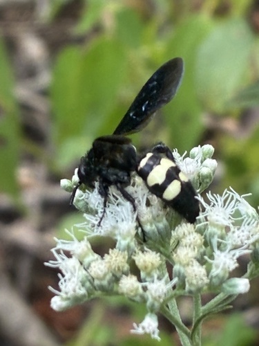 Double-banded Scoliid Wasp