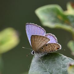 Luthrodes pandava