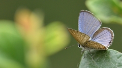 Luthrodes pandava