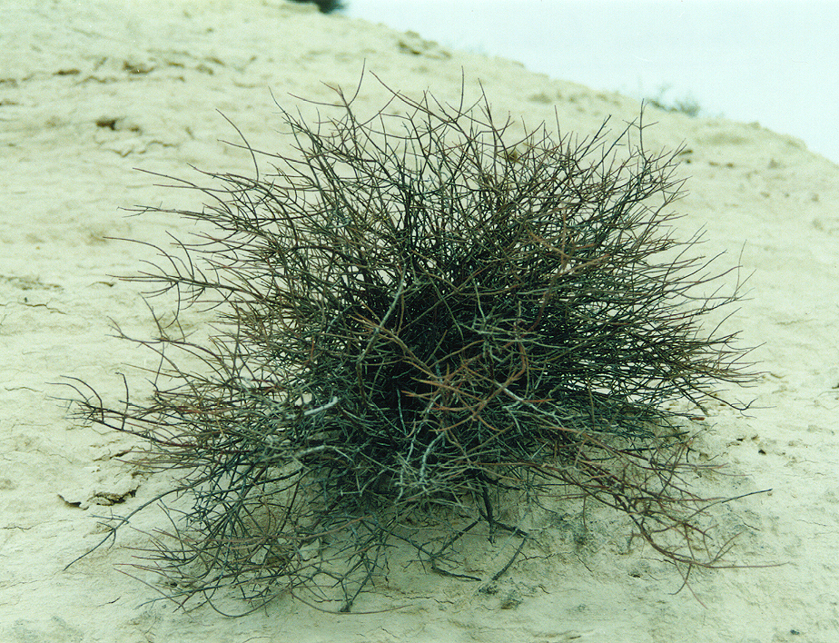 Frankenia fischeri