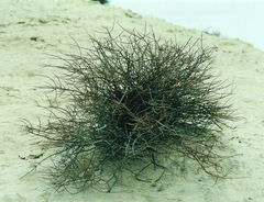 Frankenia fischeri