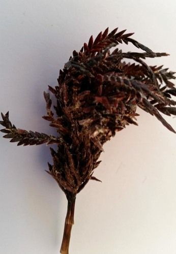 Bauerago gardneri image