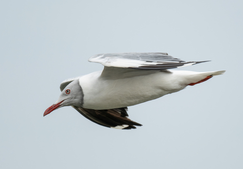 iNaturalist image
