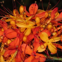 Saraca