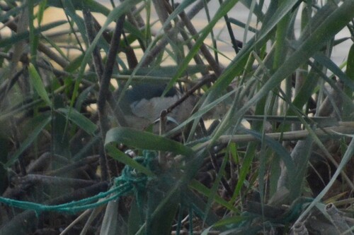 iNaturalist image