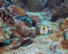 Chaetodon unimaculatus