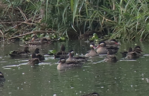 iNaturalist image
