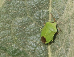 Palomena viridissima