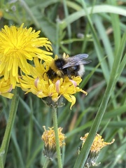 Bombus