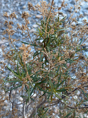 Eriodictyon angustifolium, photograph 6