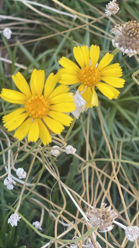 Stemmy Four-nerved Daisy