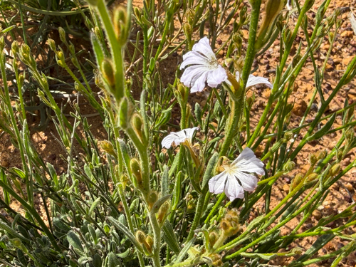 Scaevola hamiltonii, 2026-08-29