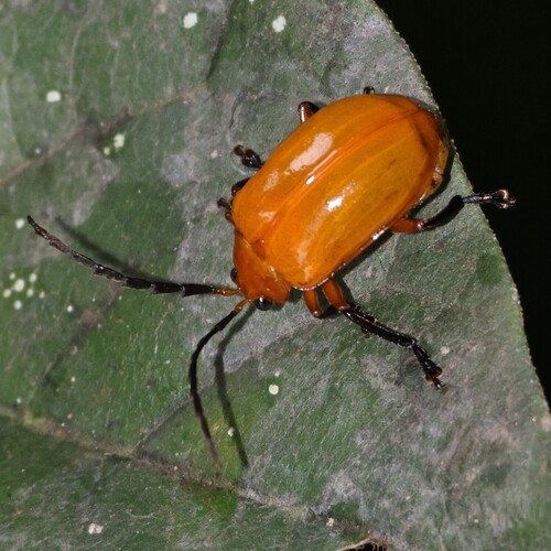 Gallerucida observed 2026-08-29