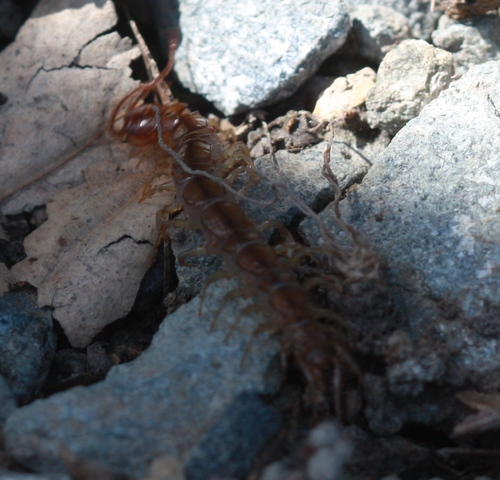 Lithobiidae