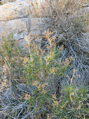 Eriodictyon angustifolium, photograph (c) CK2AZ, some rights reserved (CC BY)