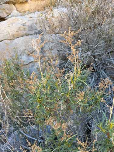 Eriodictyon angustifolium, photograph 4