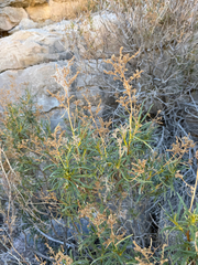Eriodictyon angustifolium, photograph (c) CK2AZ, some rights reserved (CC BY)