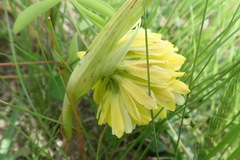 Eulophia leontoglossa