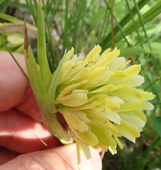 Eulophia leontoglossa