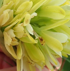 Eulophia leontoglossa