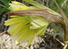 Eulophia leontoglossa