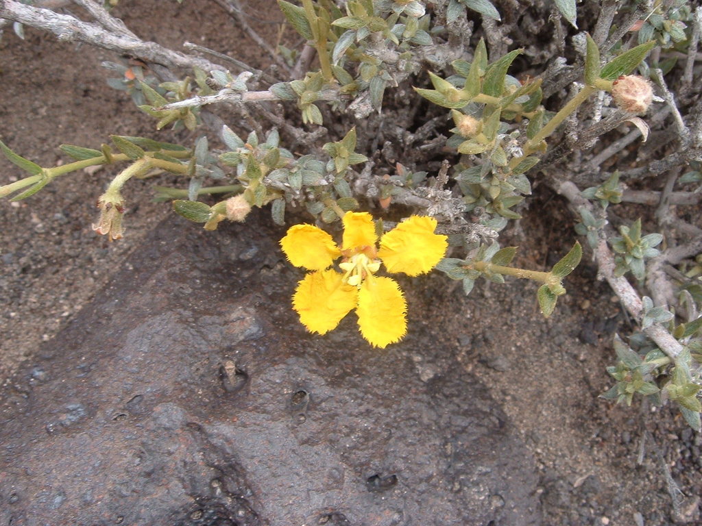 Mionandra fischeri