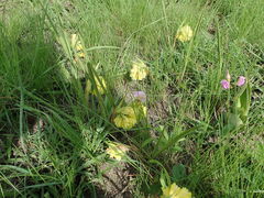 Eulophia leontoglossa