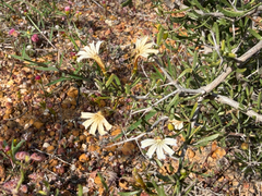 Scaevola spinescens