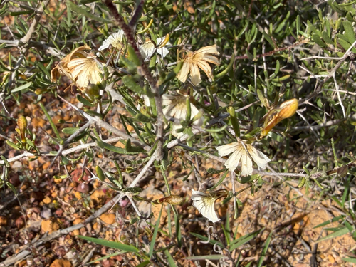 Scaevola spinescens, photograph 1